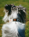 Antone's Dog Collar